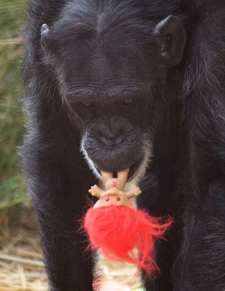 תמיד אמא: השימפנזה שגוריה נלקחו ממנה אימצה בובות טרול