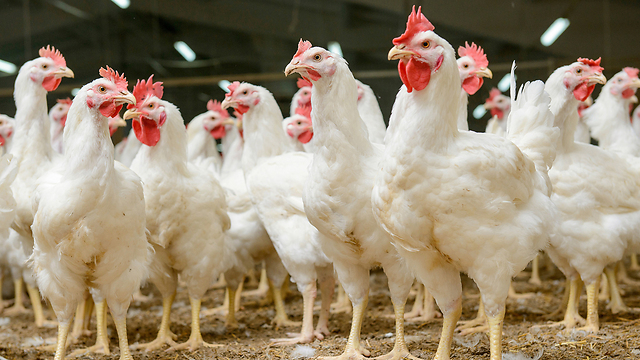 משרד החקלאות המית תרנגולות מחשש שהם נגועים בשפעת העופות ביהמ”ש דחה את תביעת החברה לשיפוי ת”א 65556-12-19